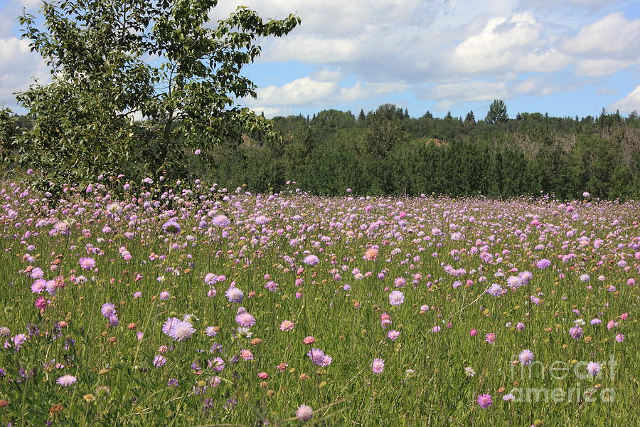 Violet meadow Photograph by Jim Sauchyn