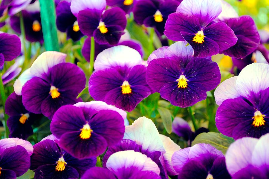 Flower Photograph - Violet Pansies by Sumit Mehndiratta