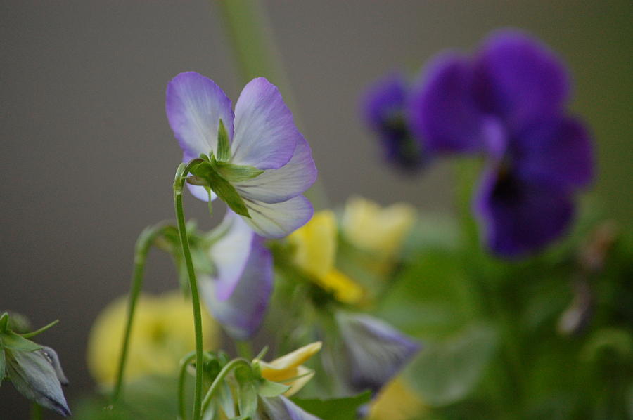 Violets Photograph by Mary McAvoy