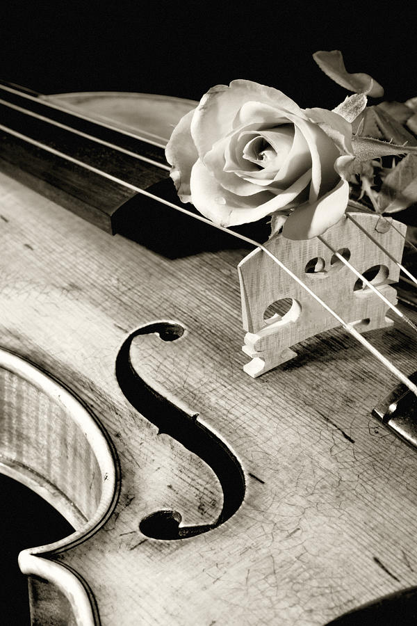 Music Photograph - Violin and Rose by M K Miller