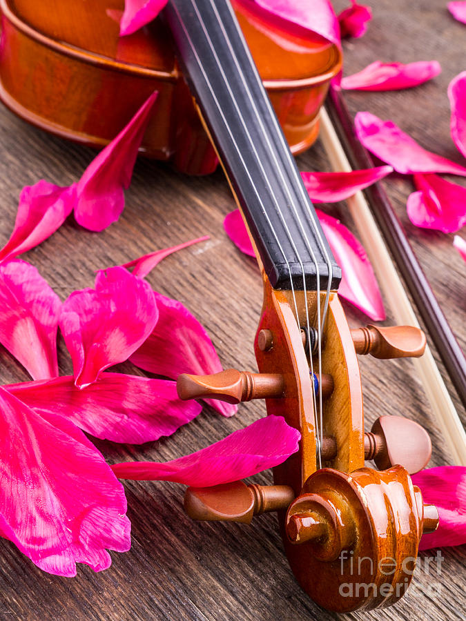 Music Photograph - Violin and Roses by Edward Fielding