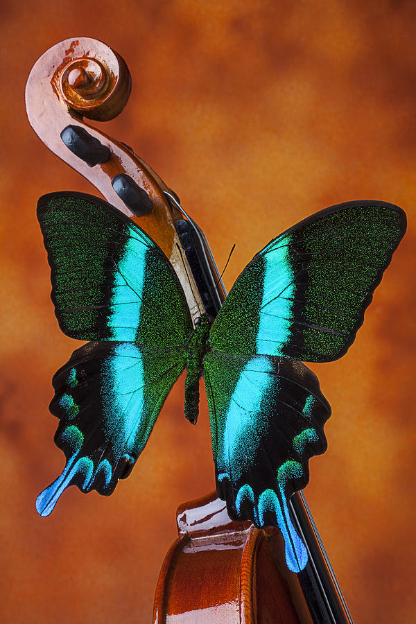 Insects Photograph - Violin with green black butterfly by Garry Gay