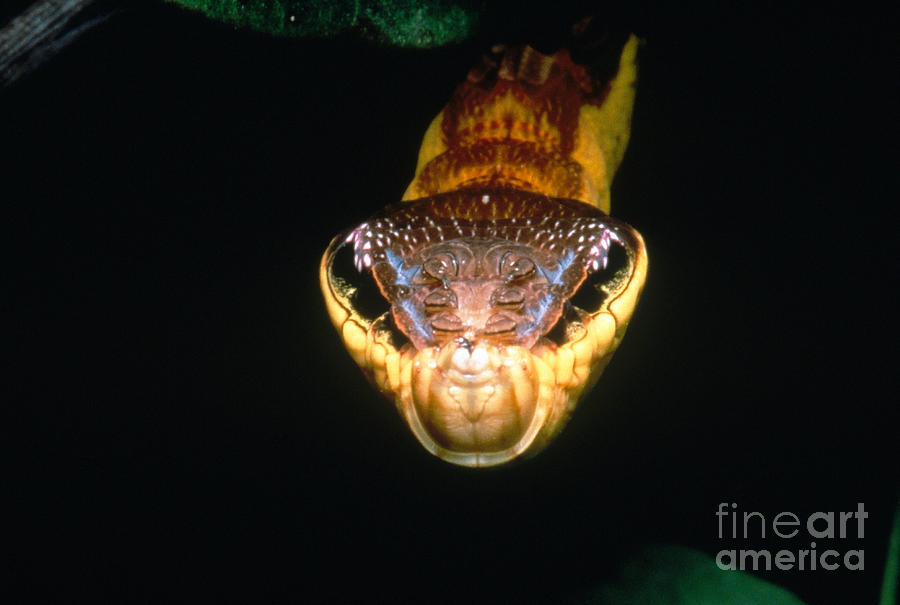Viper-mimicking Caterpillar Photograph by Dante Fenolio