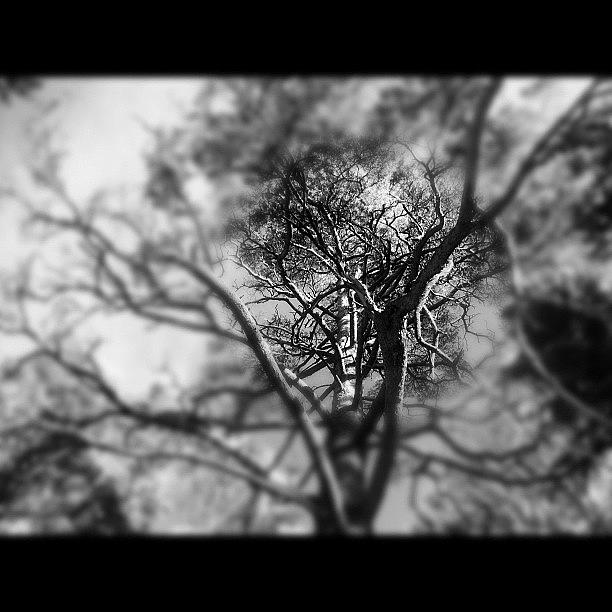 Tree Photograph - #viral#tree#woods#instagram #wild#norway by Gustav Eddy Larsen