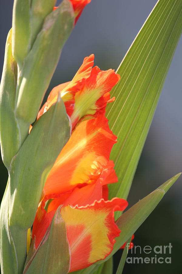 Flowers Photograph - Virgin Beauty by Scenesational Photos Flowers Photograph - Virgin Beauty by Scenesational Photos