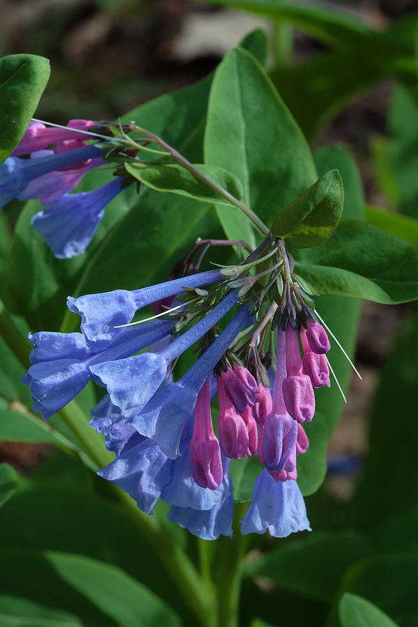 Virginia Bluebells Photograph by Daniel Reed