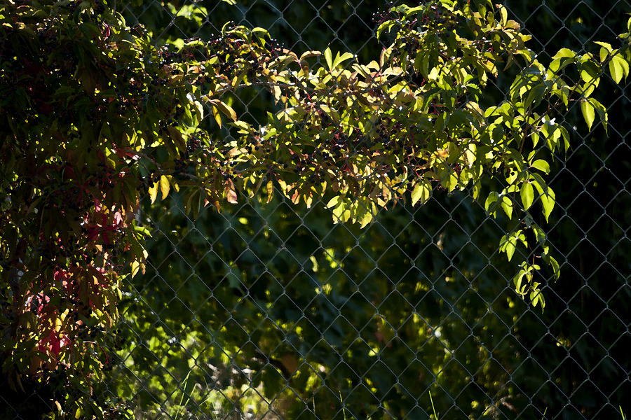Virginia Creeper in Late Afternoon Photograph by ShaddowCat Arts - Sherry