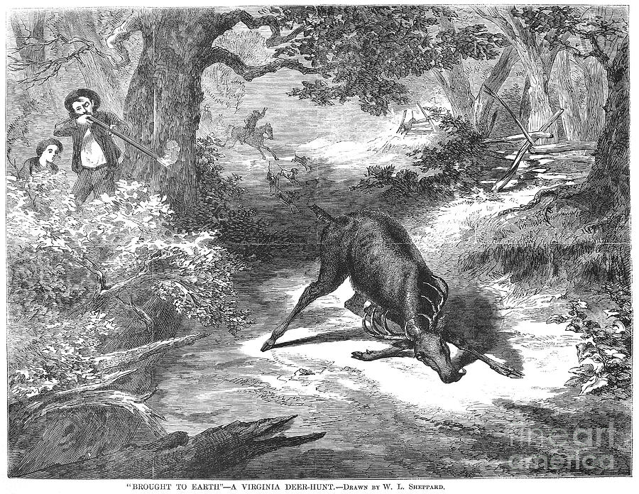 Virginia: Deer Hunt, 1868 Photograph by Granger