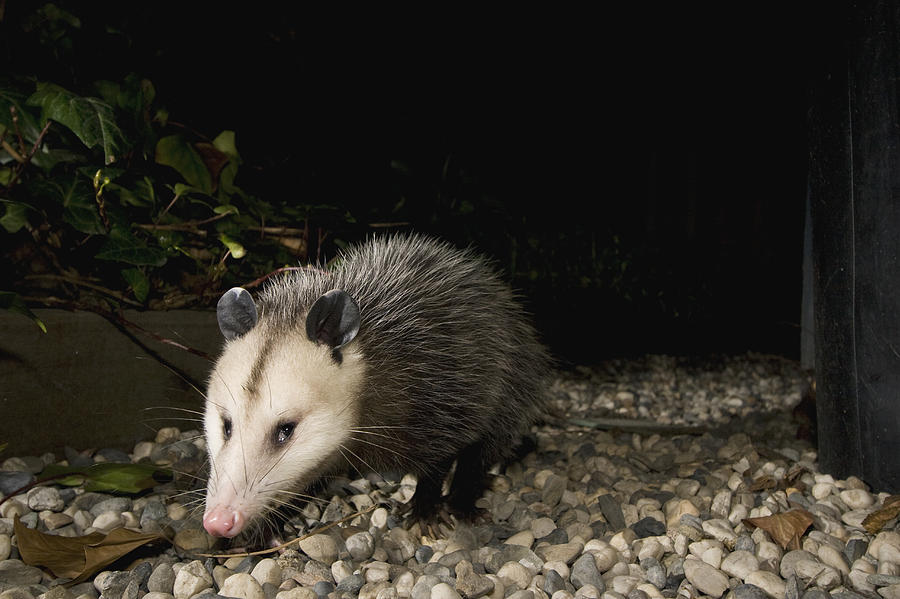 Virginia Opossum In Backyard Santa Cruz Photograph by Sebastian Kennerknecht