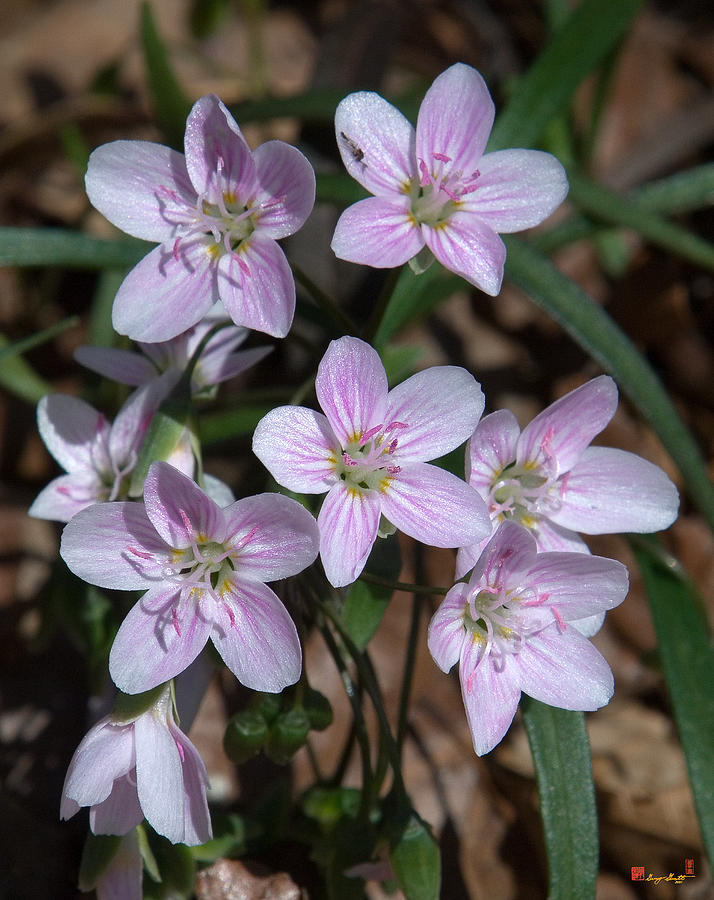 Virginia or Narrowleaf Spring-Beauty DSPF058 Photograph by Gerry Gantt