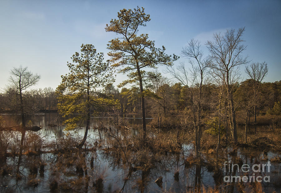 Virginia Swamp Photograph by Jim Moore