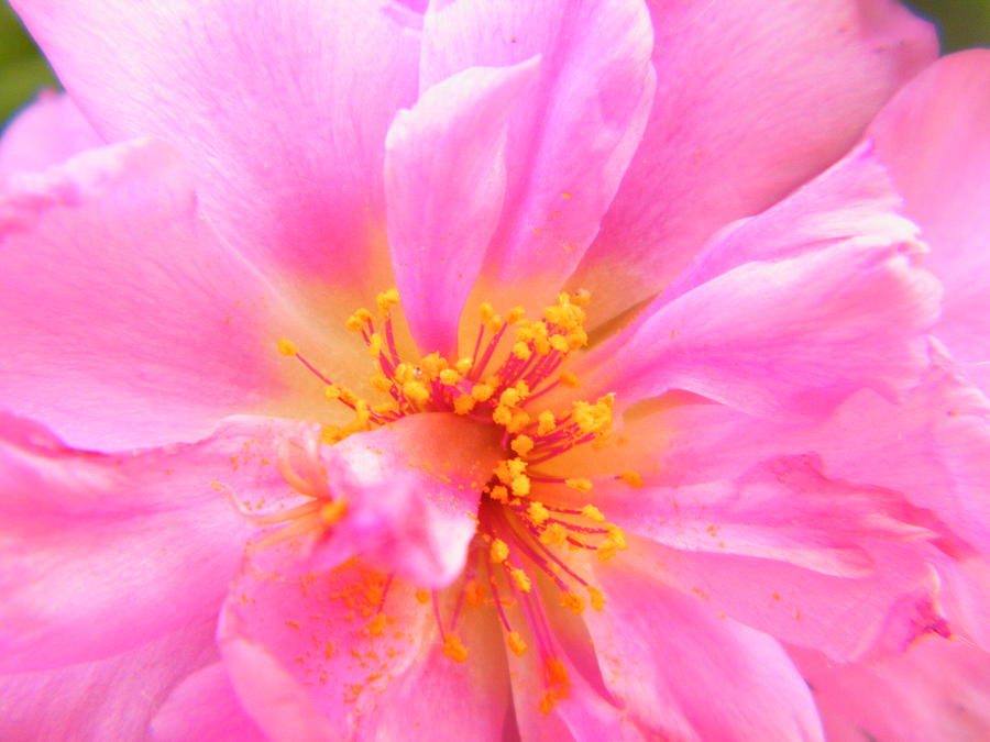 Vision Of A Tiny Pink Moss Rose As A Water Color Photograph By Mary
