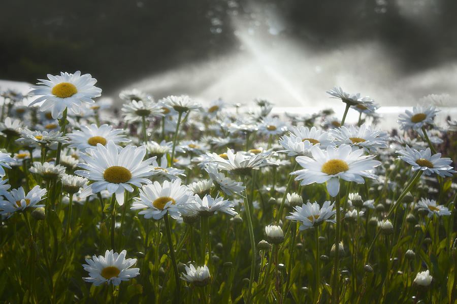 Daisy Photograph - Vision of Summer by Barbara  White