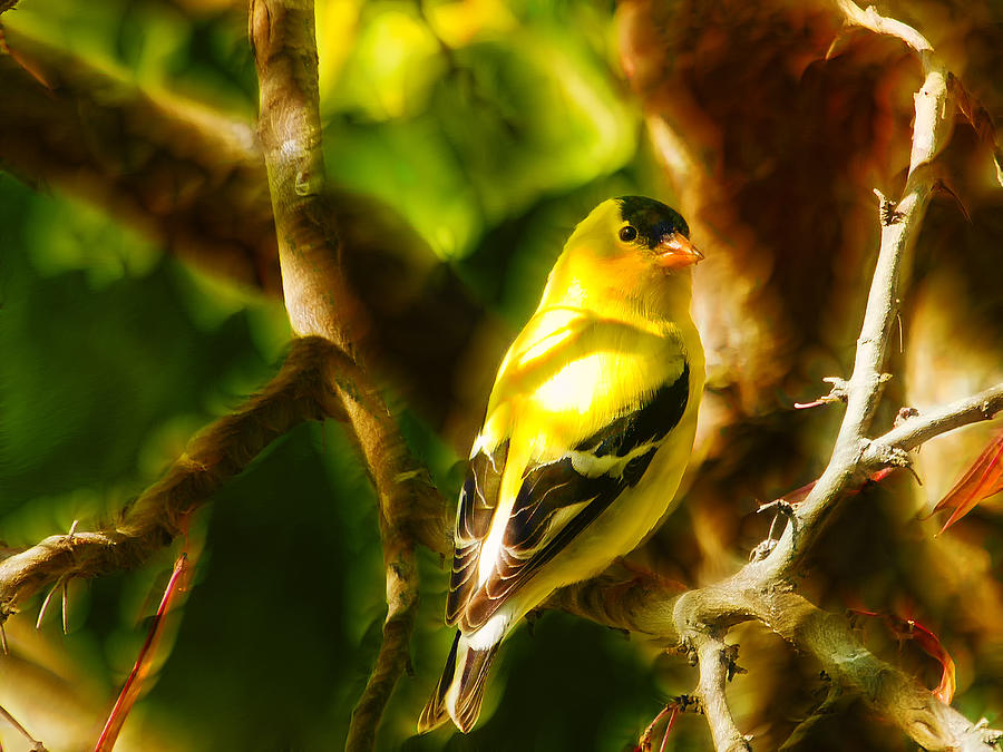Visions of a Male Goldfinch Photograph by Bill and Linda Tiepelman
