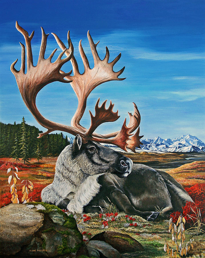 Wildlife Painting - Visions of Denali by Ilene Paulsen