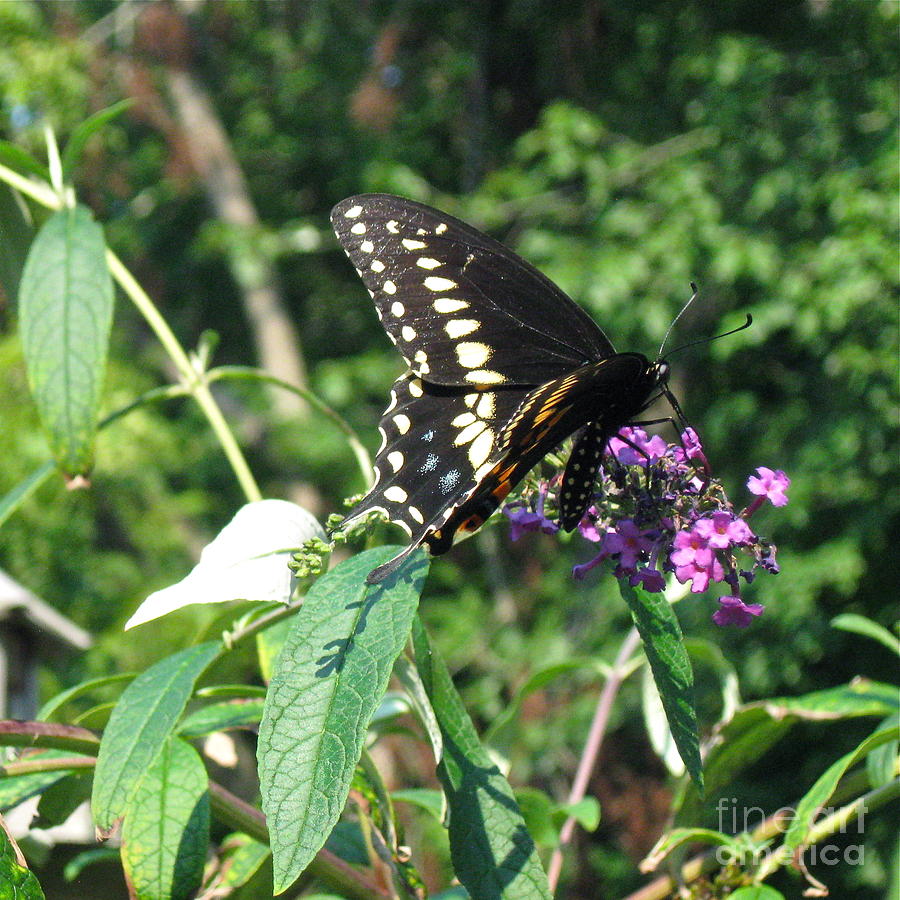 Visit From A Black Swallowtail Photograph by Nancy Patterson