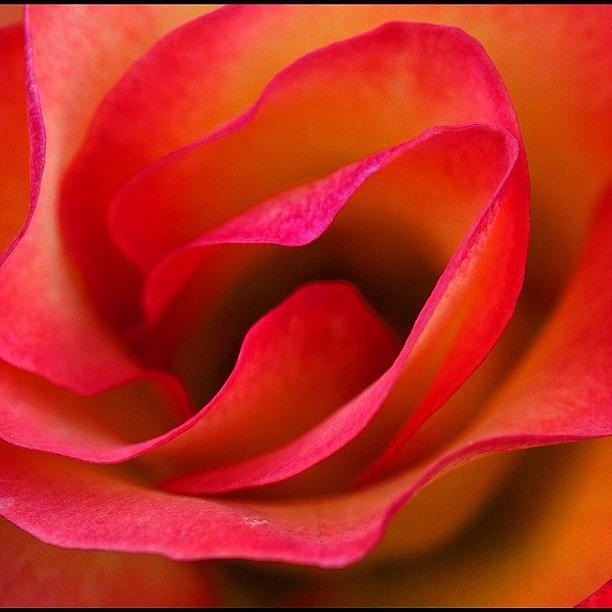 Abstract Photograph - Visit To Washington Park Rose Garden 3 by Christopher Hughes
