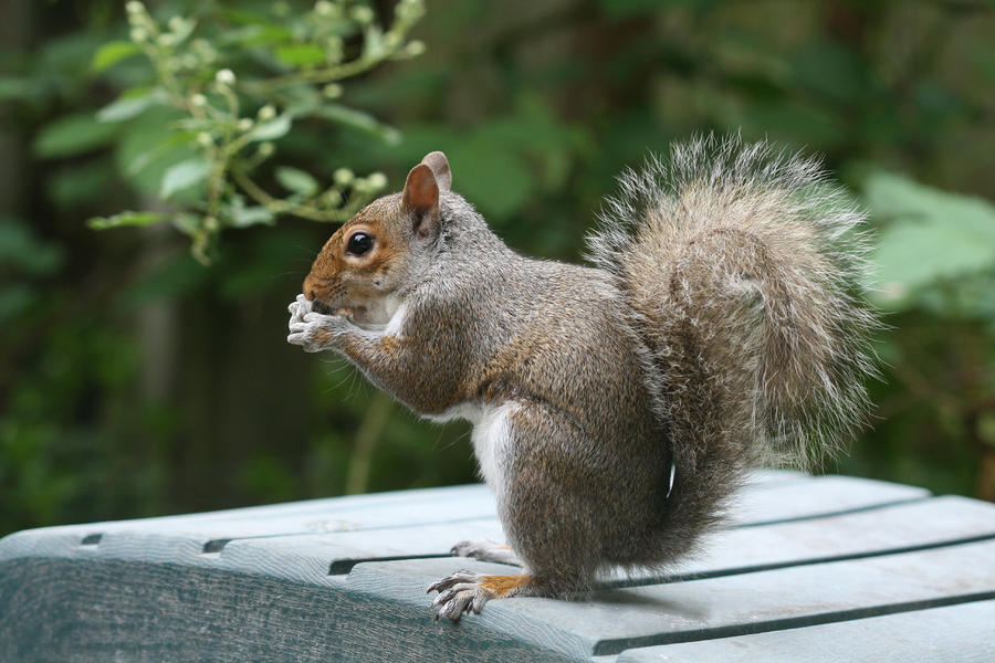 Squirrel Photograph - Visiting Squirrel Luncheon by Bonnie Boden Squirrel Photograph - Visiting Squirrel Luncheon by Bonnie Boden
