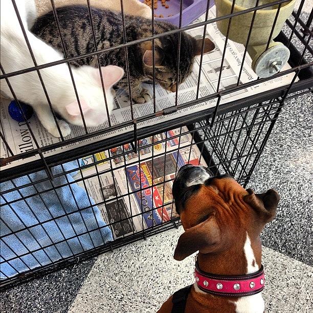 Animal Photograph - Visiting The Kitties In Petco Looking by Susan Scott 