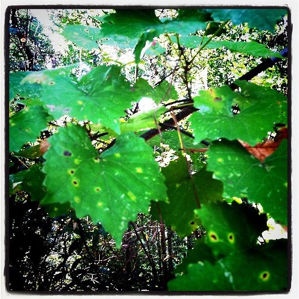 Vitus Rotundifolia - Wild Grape Vine Photograph by Derek M