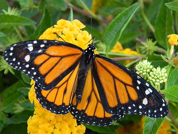 Vivid Monarch Color Photograph by Warren Thompson