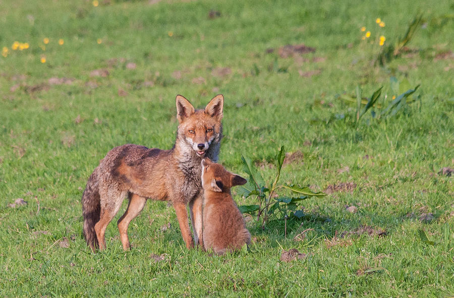 Wildlife Photograph - Vixen and Cub by Dawn OConnor