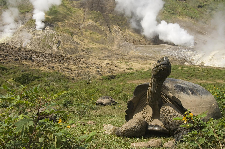 Volcan Alcedo Giant Tortoise Geochelone Photograph by Pete Oxford