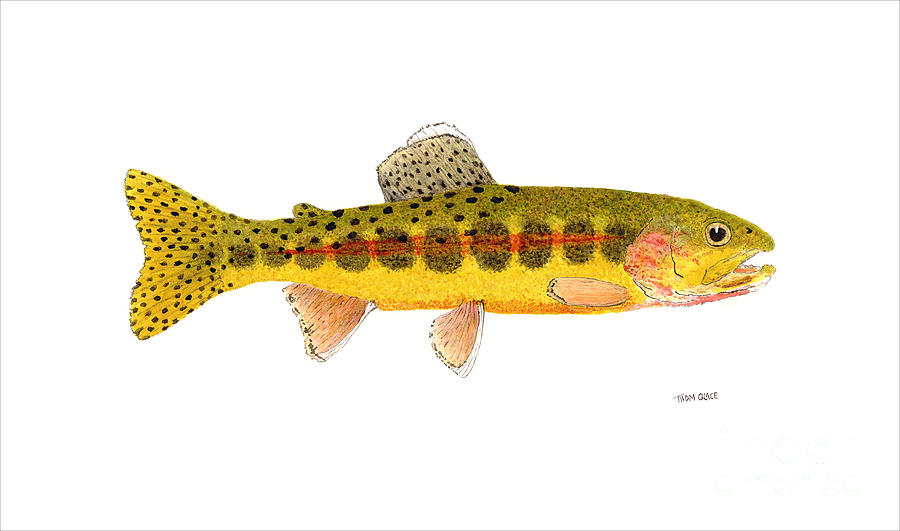 Volcano Creek Golden Trout Painting by Thom Glace