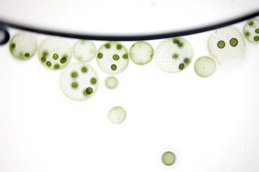 Volvox Algae Photograph by Ted Kinsman