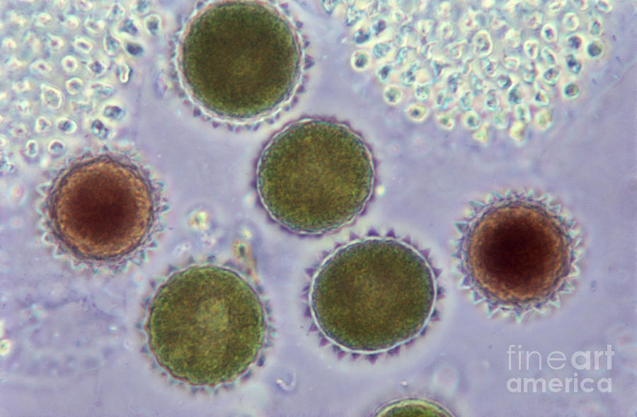 Science Photograph - Volvox Globator Algae Lm by M I Walker