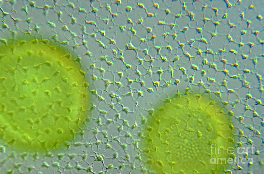 Histology Photograph - Volvox Globator Surface View Of Colony by M I Walker