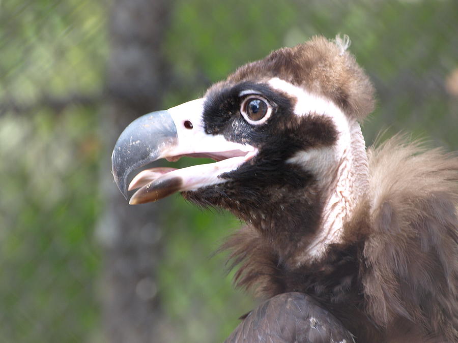 Vulture 1 Photograph by Jeffrey Peterson