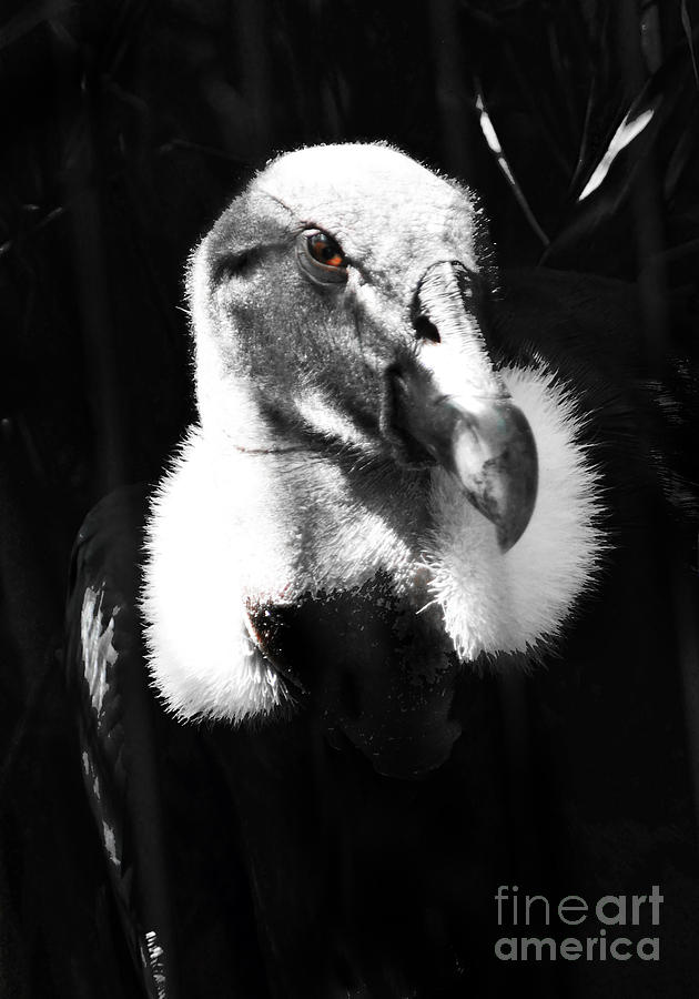 Vulture Photograph - Vulture by Anne Ferguson