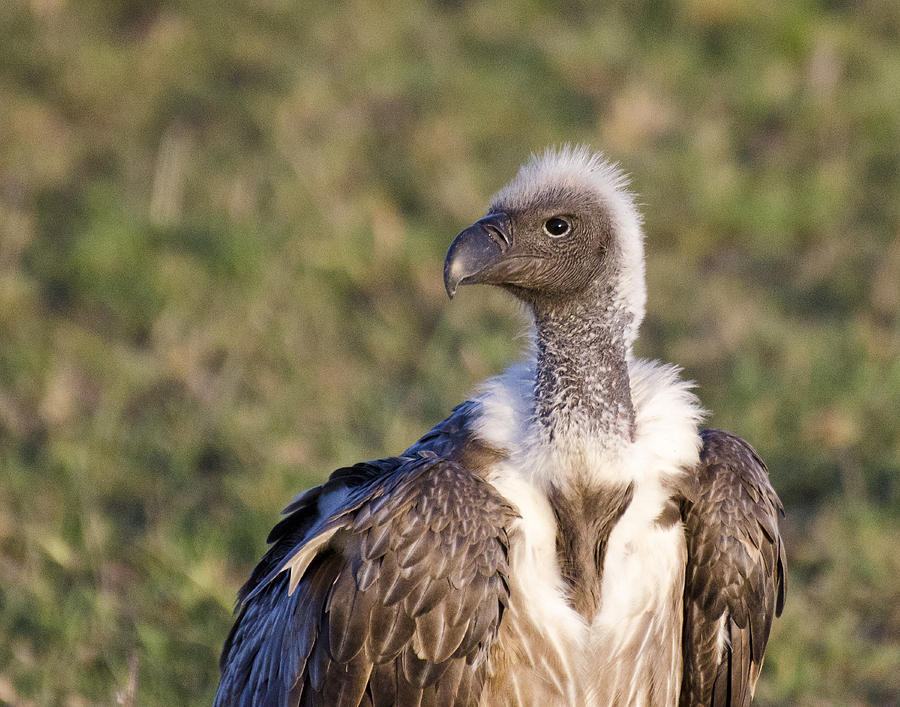 Vulture in the Masai Mara Photograph by Marion McCristall