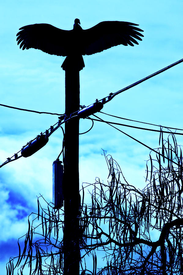 Vulture on phone pole Photograph by Garry Gay
