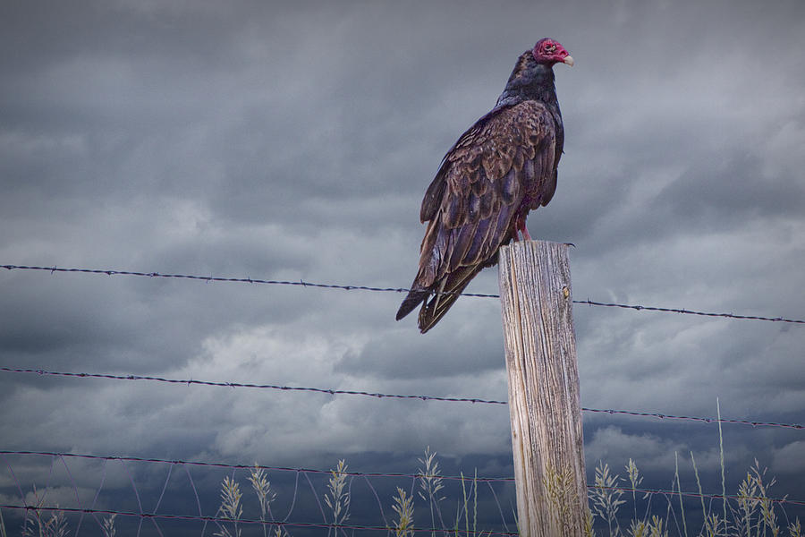 Vulture sitting on a Fence Post Photograph by Randall Nyhof