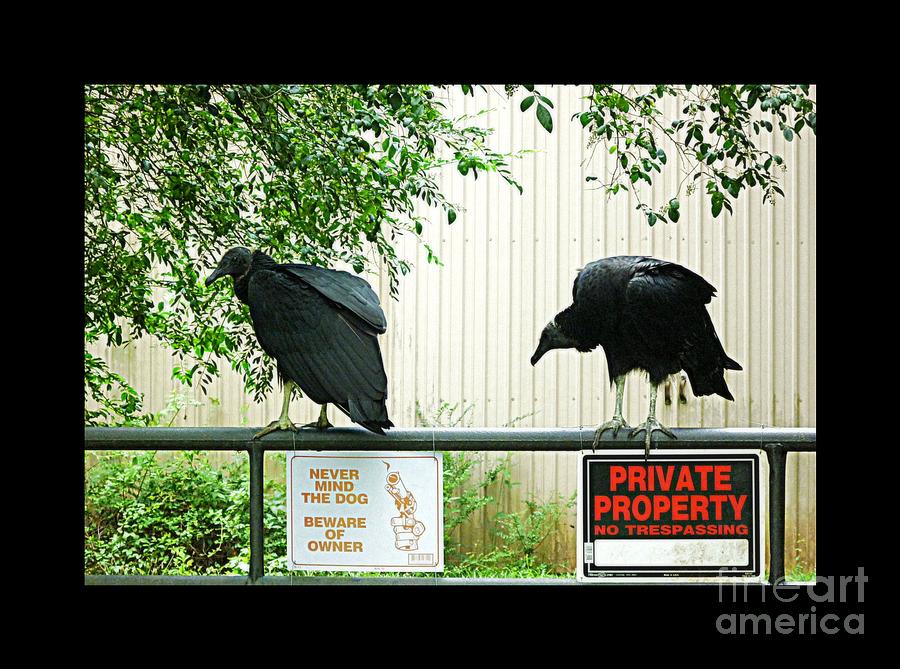 Vultures Guarding Property Photograph by Renee Trenholm