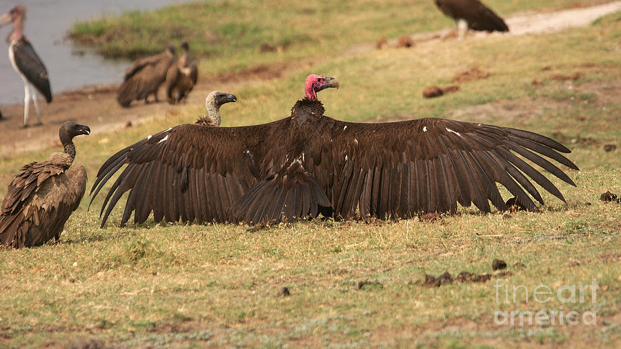 Vultures Photograph by Mareko Marciniak