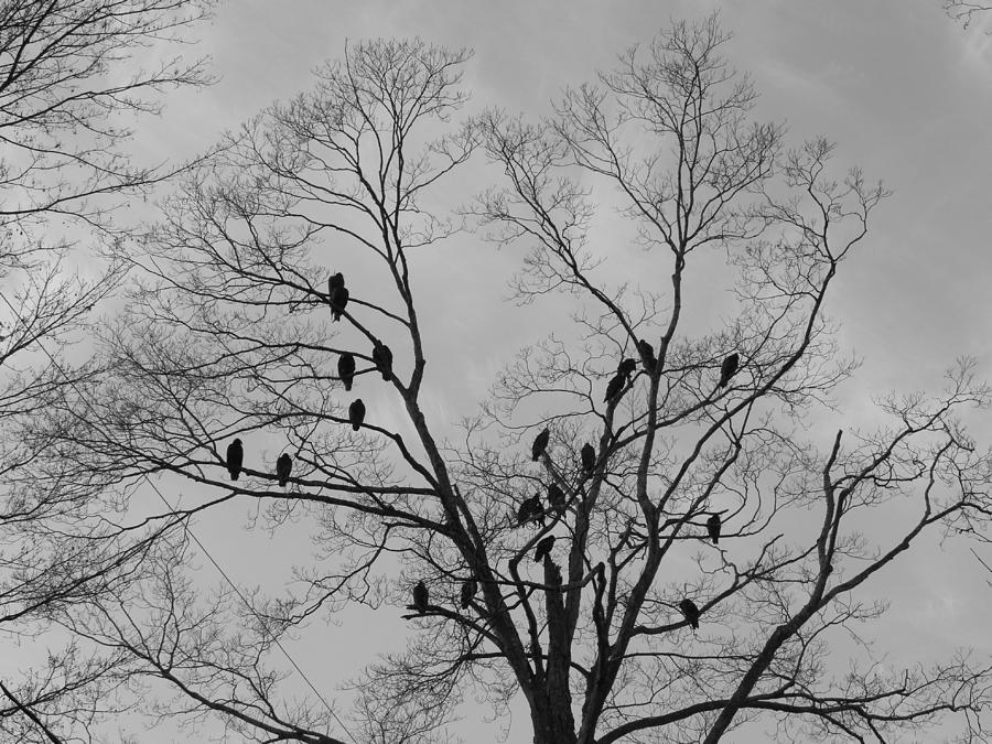 Vultures  Photograph by Kim Galluzzo