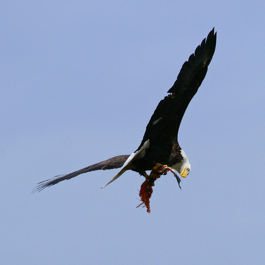 WA-6-12-neah bay-eagle2 Photograph by Diana Douglass