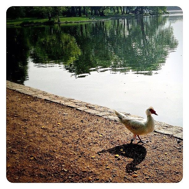 Duck Photograph - Waddle By The Water by Natasha Marco