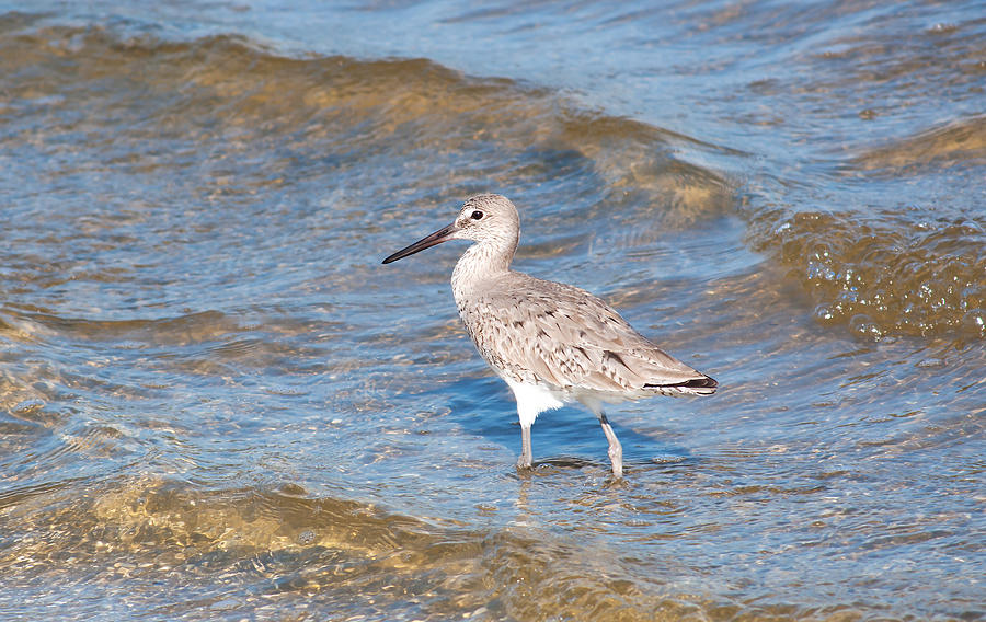 Wader Photograph by Kenneth Albin