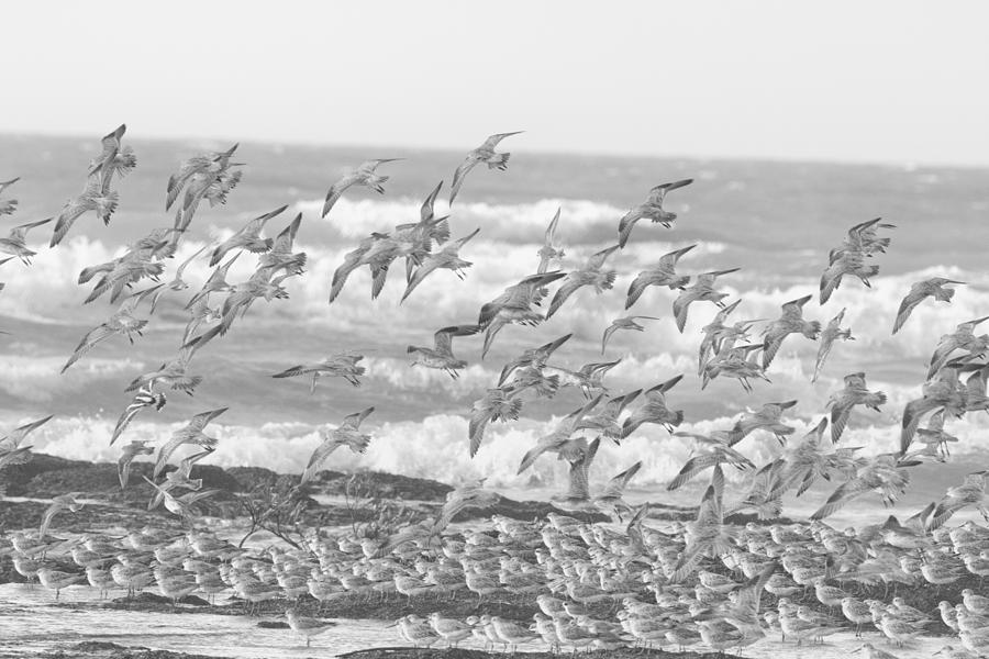 Wading Birds in Flight  Black and White Photograph by Douglas Barnard
