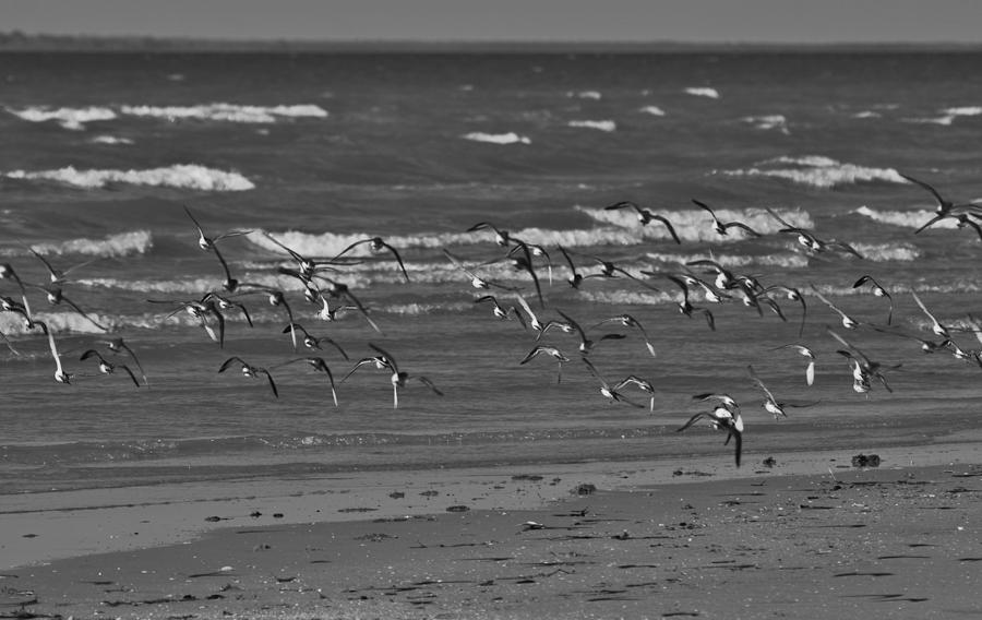Wading Birds in Flight V4 Photograph by Douglas Barnard