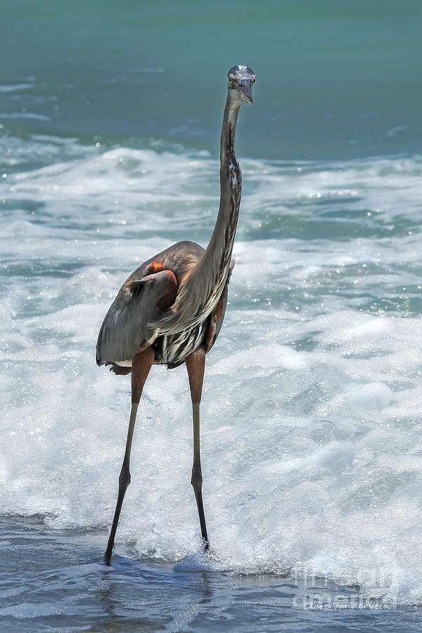 Wading Great Blue Heron Photograph by Clare VanderVeen