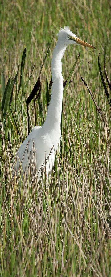 Egret Photograph - Wading Great Egret by Patrick Lynch