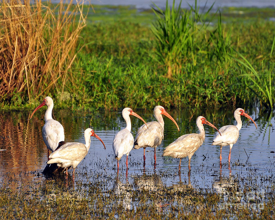 Ibis Photograph - Wading Ibises by Al Powell Photography USA