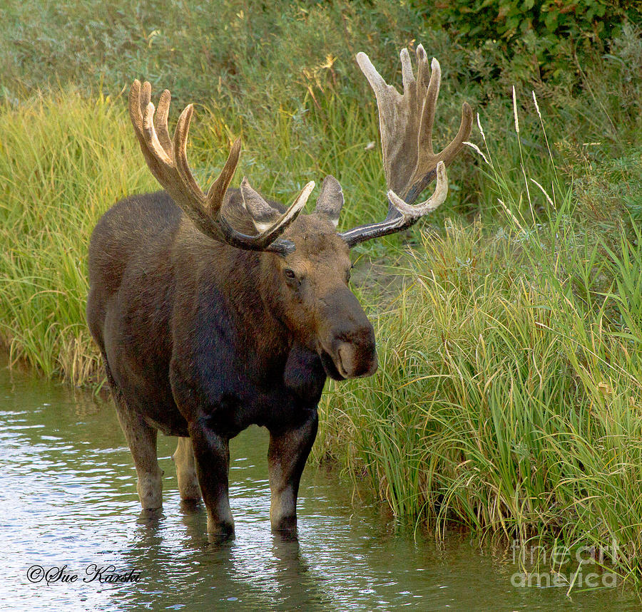 Wading Moose Photograph by Sue Karski