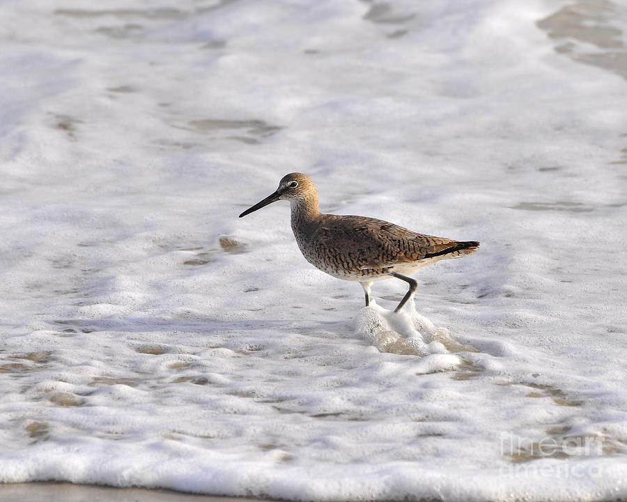 Willet Photograph - Wading Willet by Al Powell Photography USA