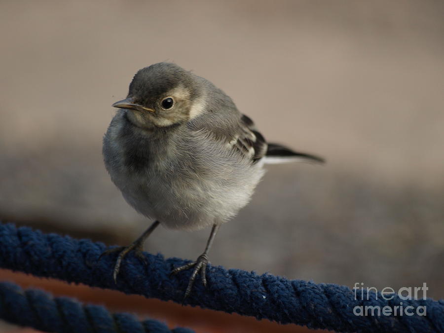 Wagtail balance Photograph by Steev Stamford
